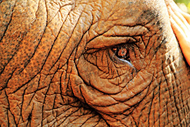 day 4 elephant