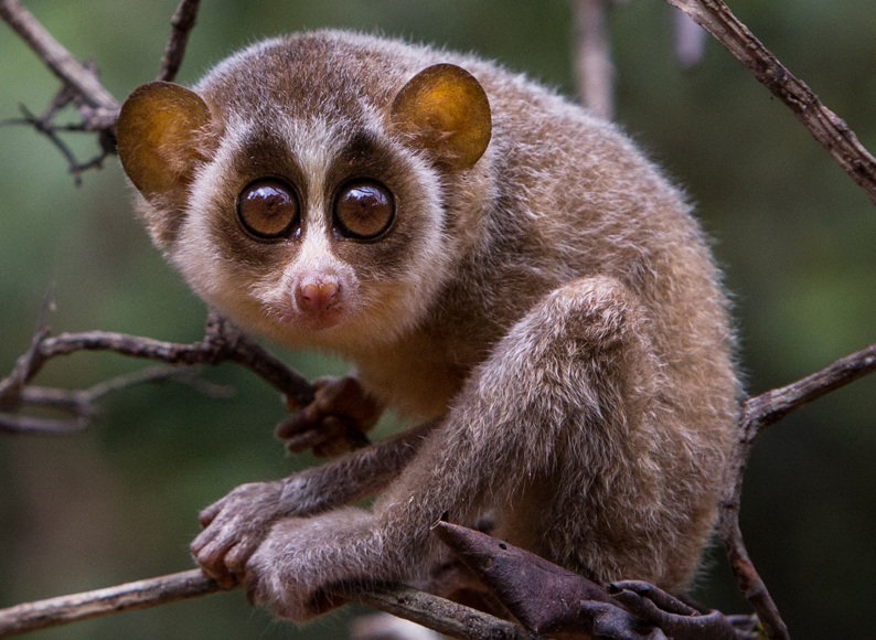 Wilpattu Loris