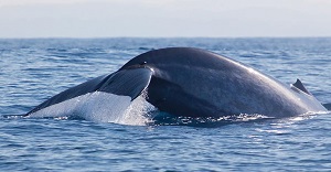 srilanka whale watching s