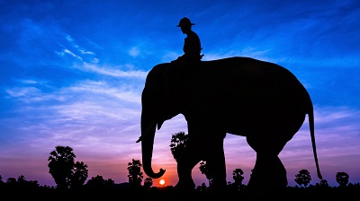 Cambodia Elephant SS s