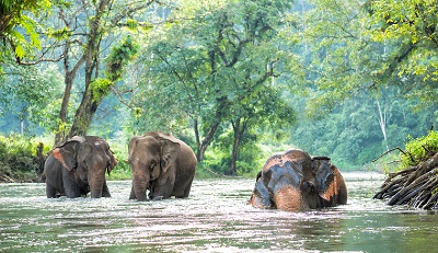 Thailand Elephants SS s