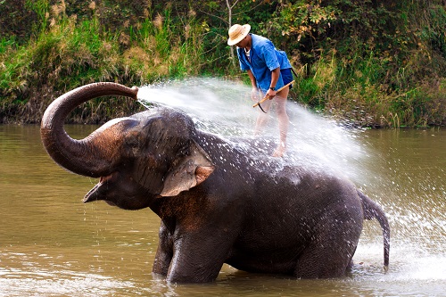 Thai Elephant SS small